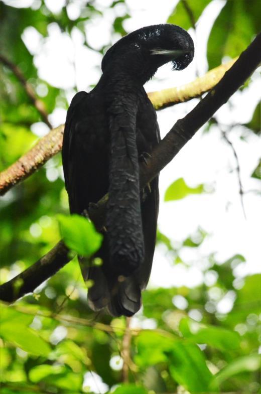 Southern Ecuador 12-Day Birding Expedition with Peregrinus