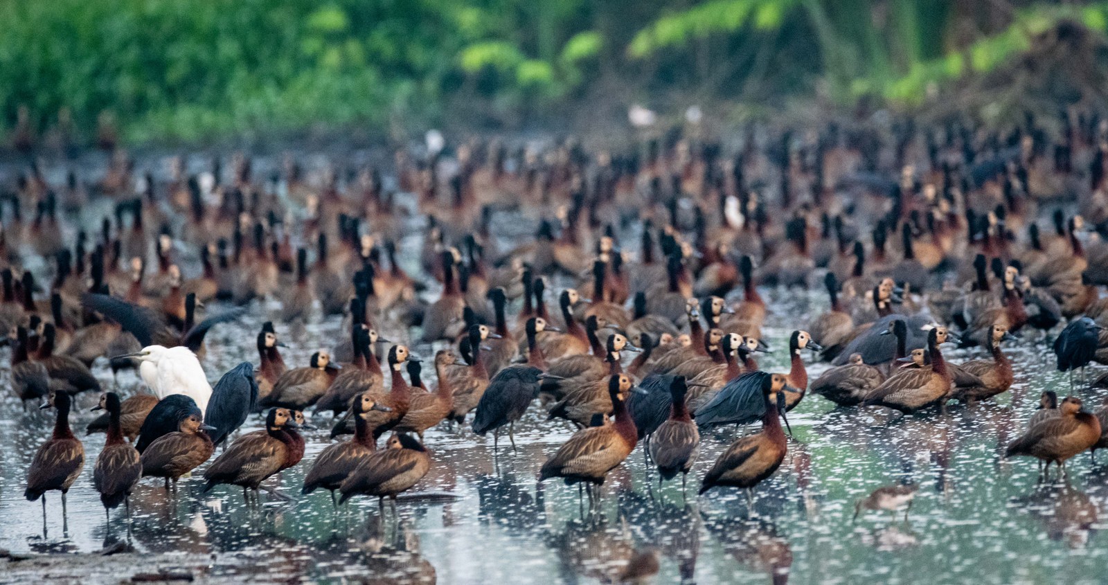 Private Nanja and Lake Eluanata Birding Day with Lekoria Laizer