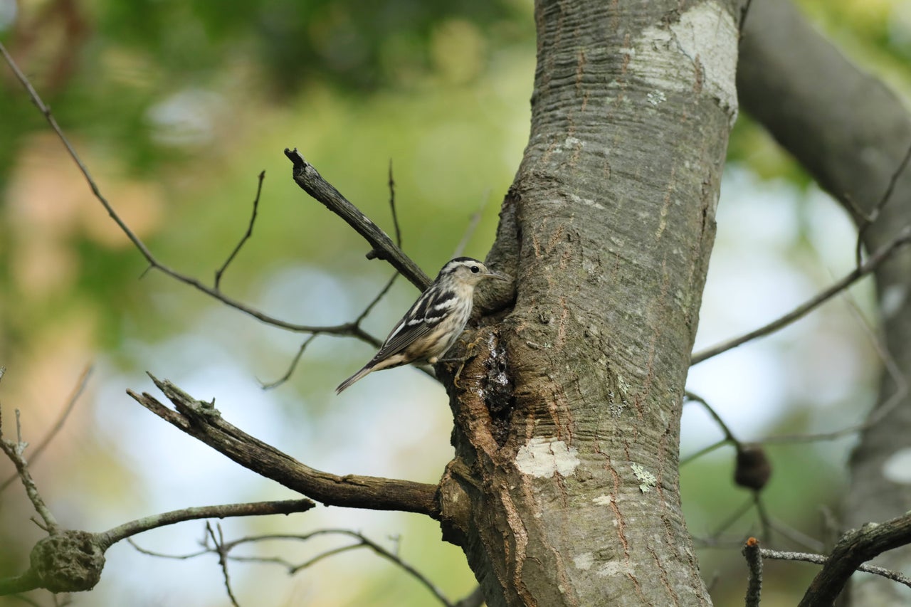 Private Four-Hour New Jersey Birding with Hidden Bittern