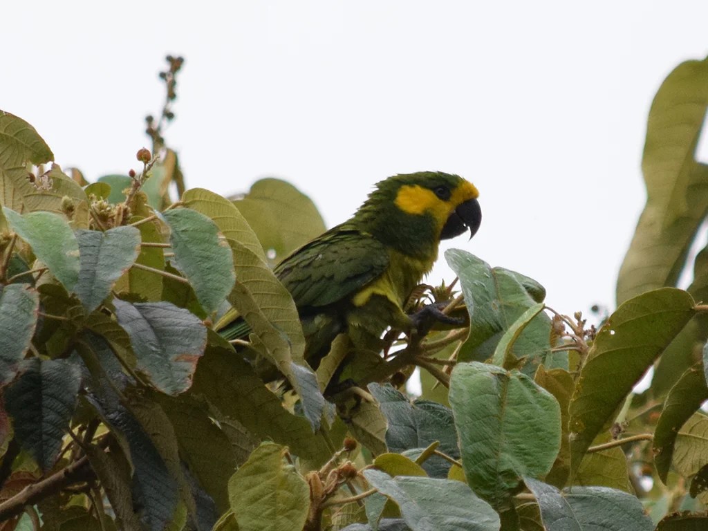 Private Full-Day Jardín Endemic and Specialty Birding with Alboreo
