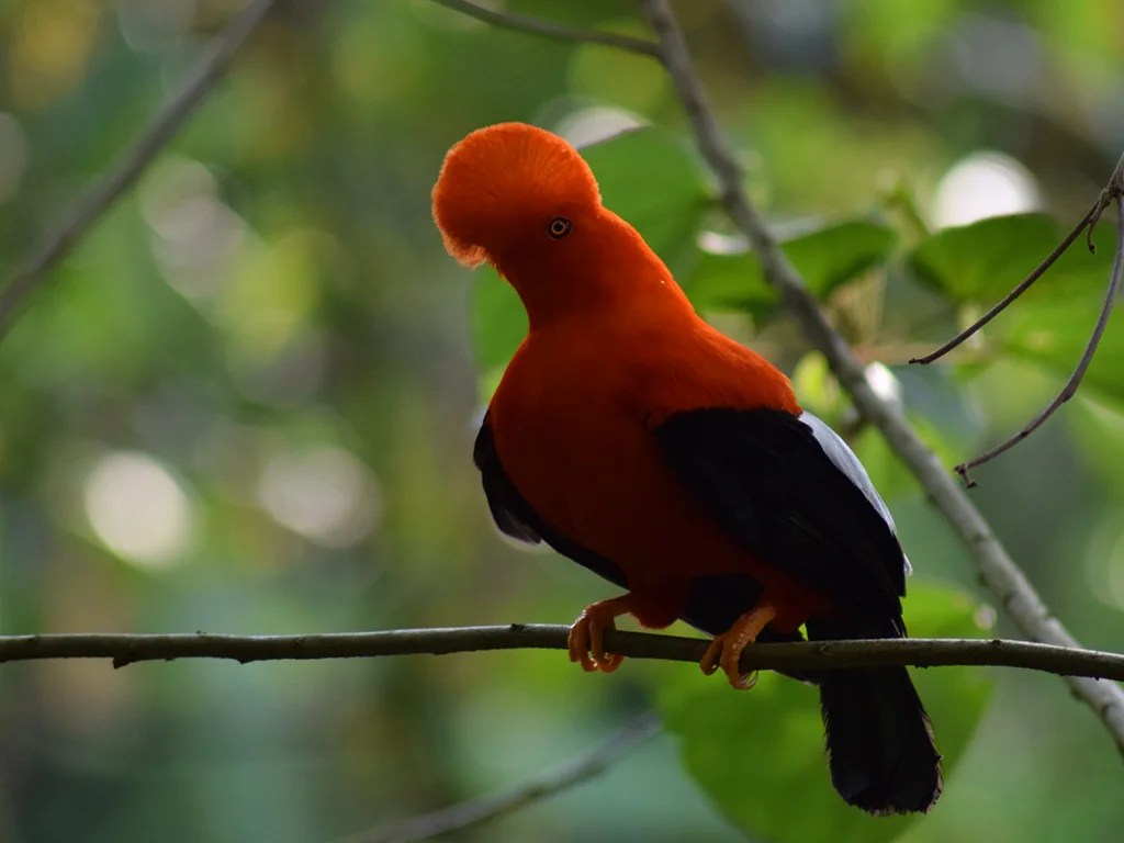 Private Full-Day Jardín Endemic and Specialty Birding with Alboreo