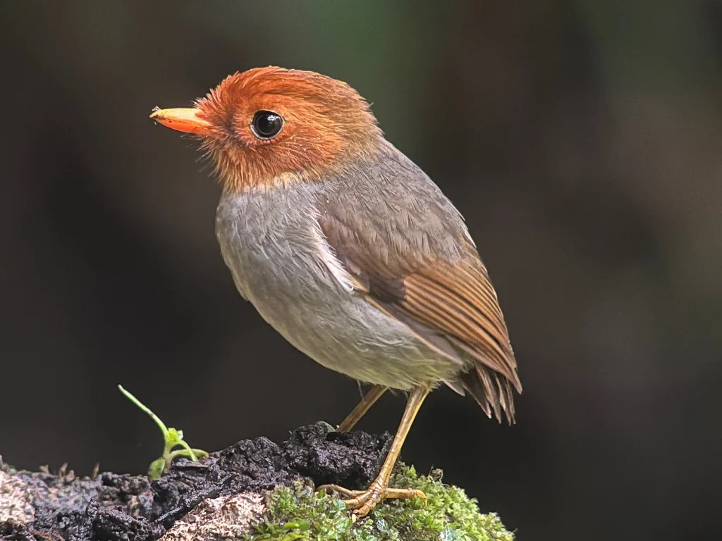 Private 10-Day Andes-to-Amazon Colombia Birding Journey with Alboreo