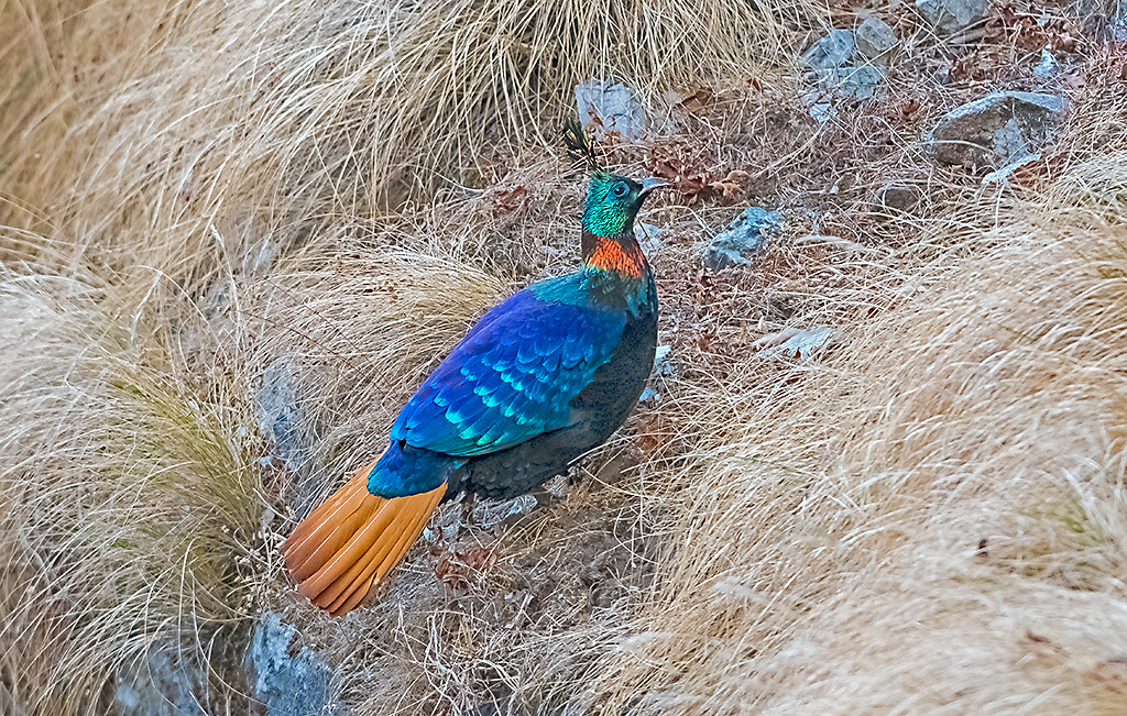 Private Three-Day Chopta Birding with Dinesh Negi