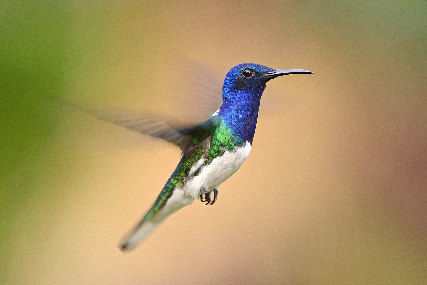 Private Minca Birding and Photography at Observatorio de Aves de Minca