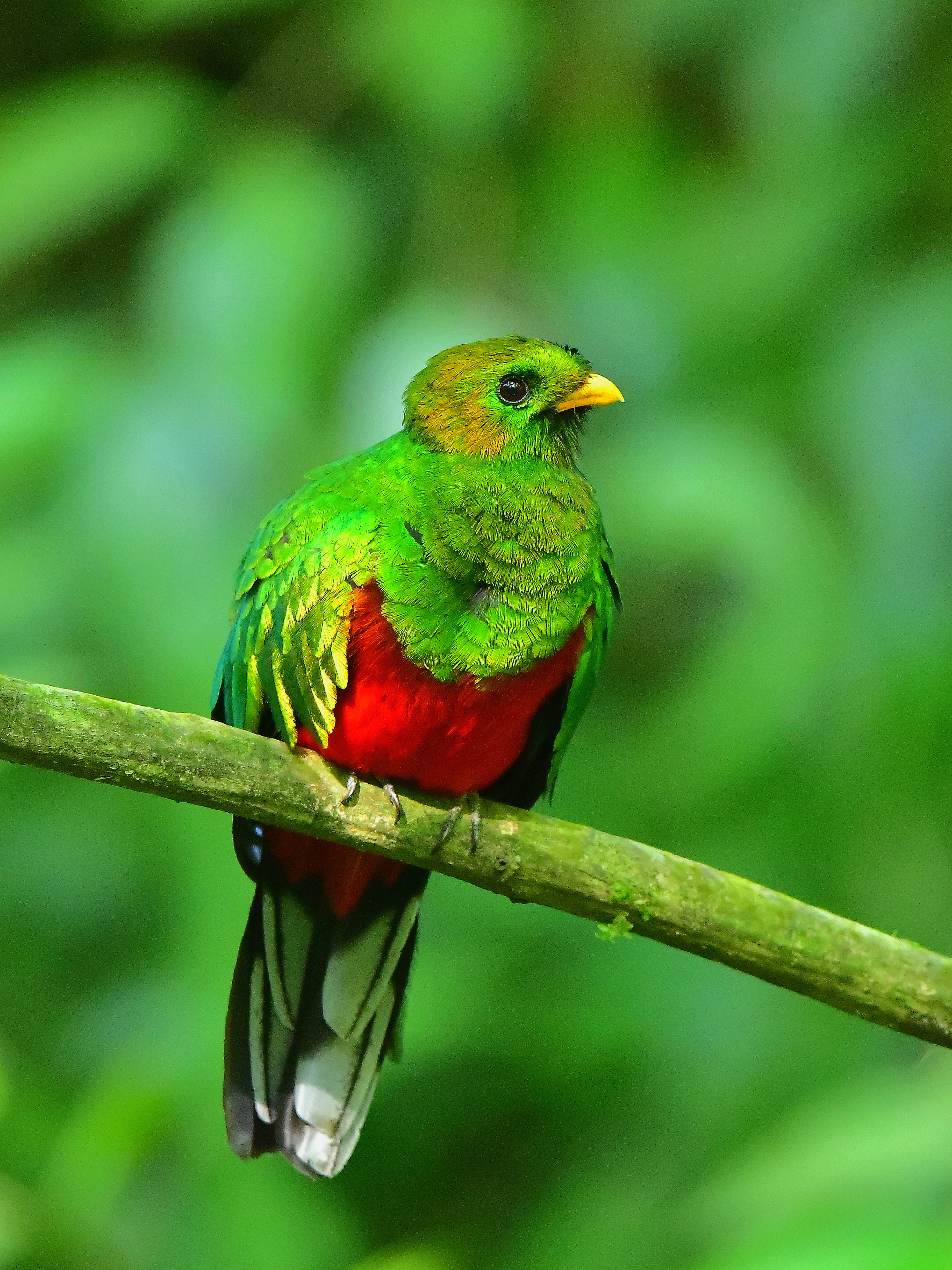 Private 7-Day Santa Marta Endemics Birding Journey