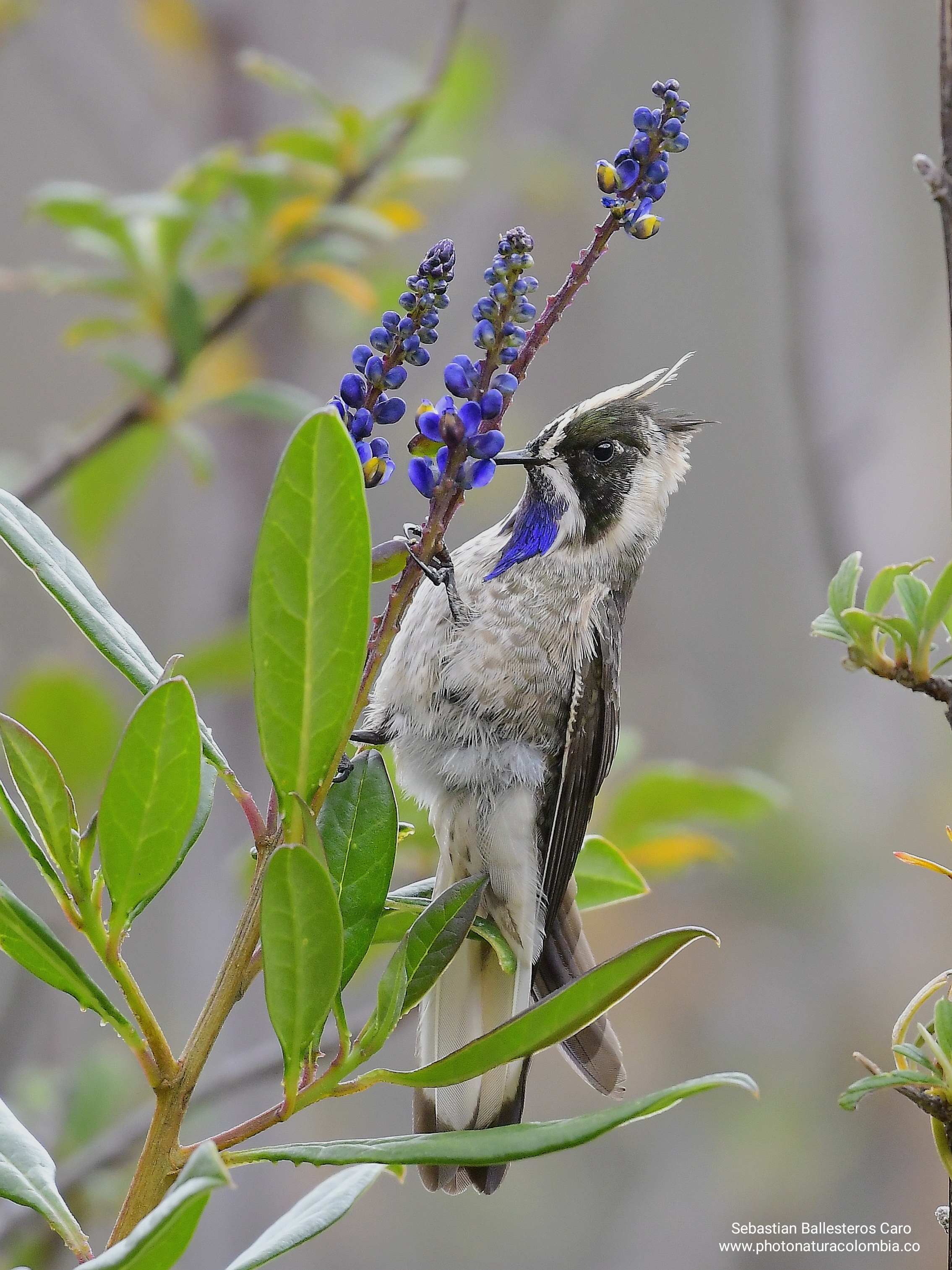 Private 6-Day Blue-bearded Helmetcrest Expedition
