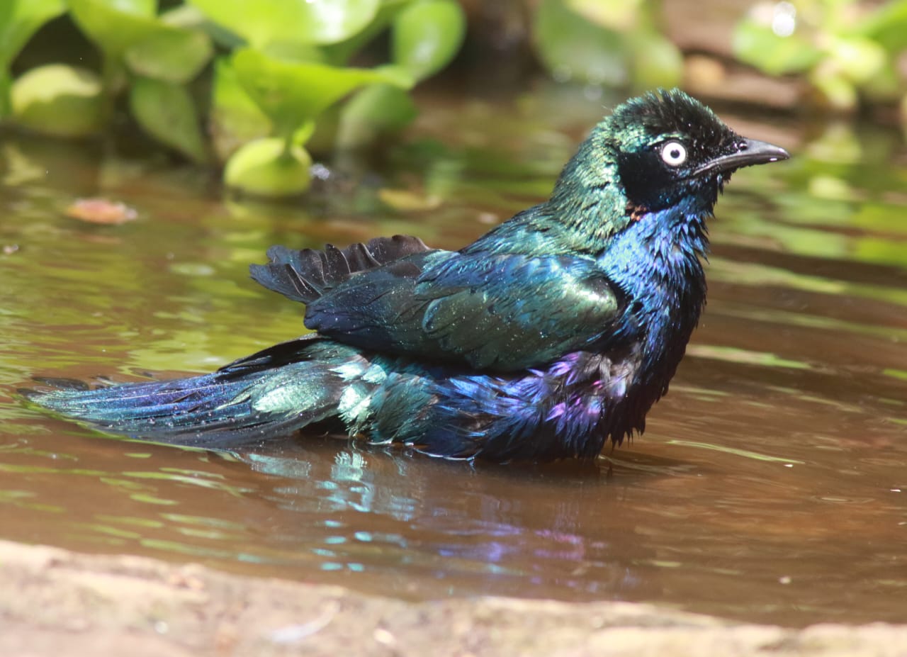 Two-Day River Gambia Birds, Chimpanzees and Hippos Tour
