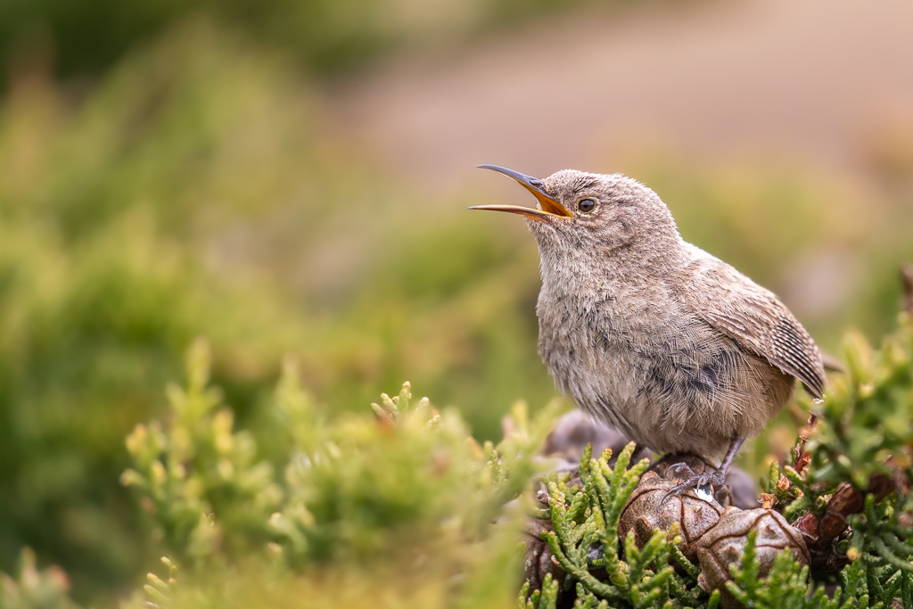 Kidney Island Evening Birding and Seabird Tour