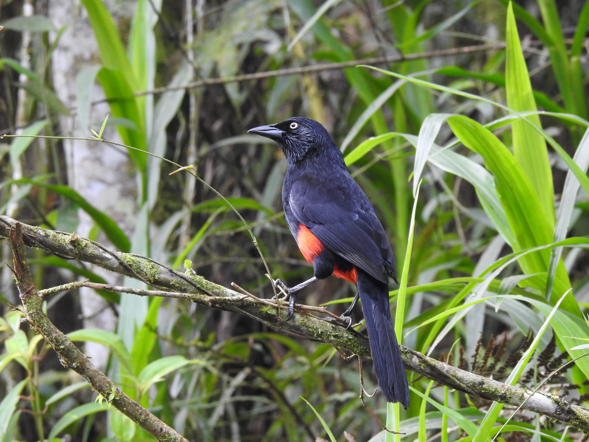 Custom Multi-day Colombia Birdwatching Expedition with Ruta Natural