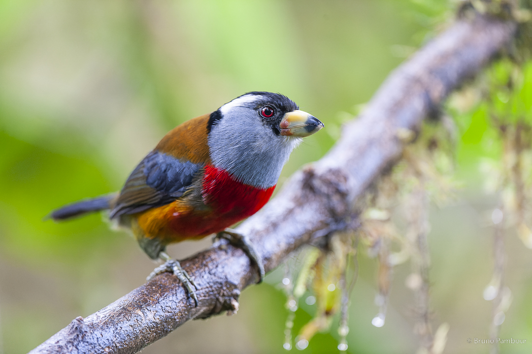 Private 4-Day Mindo Cloud Forest Birdwatching Tour