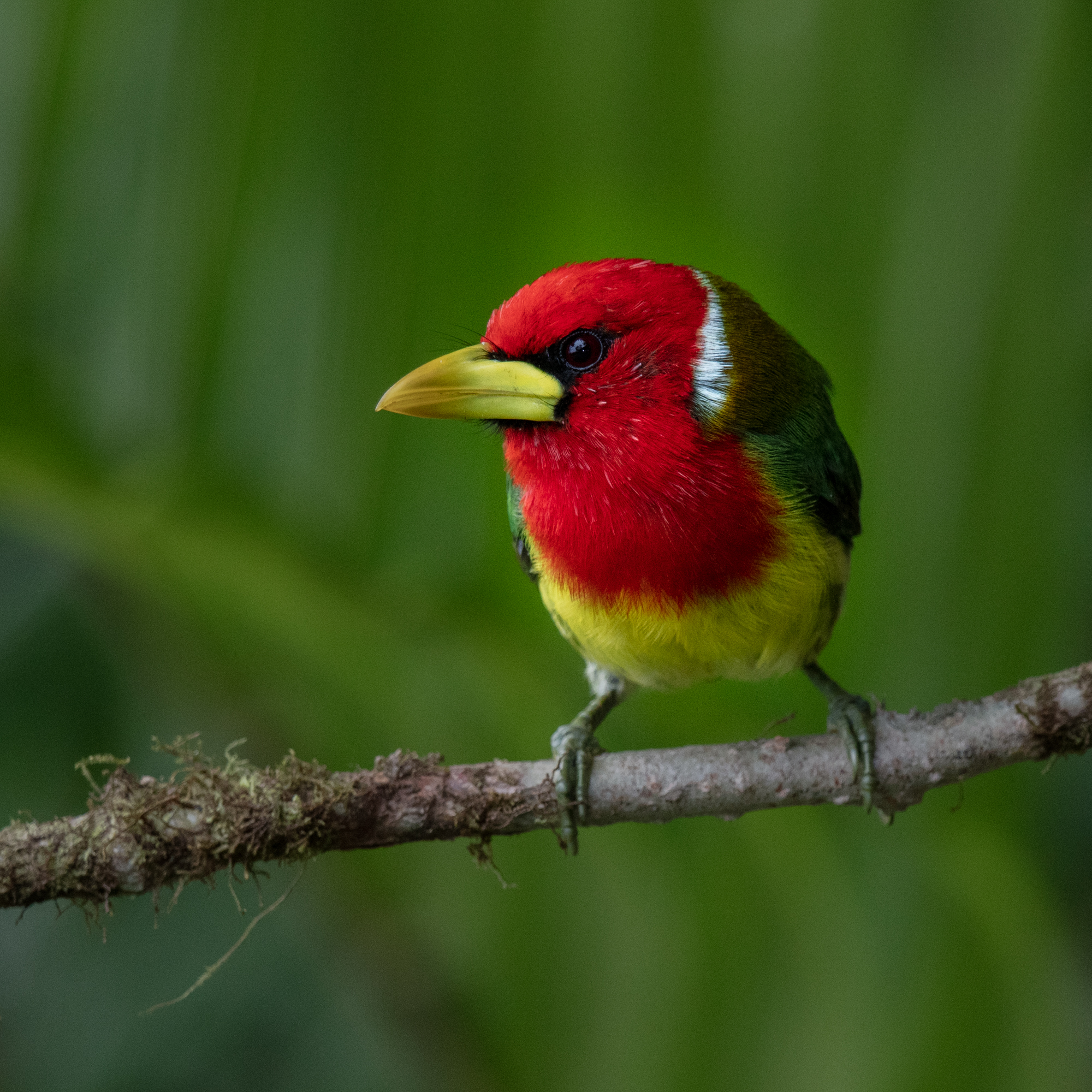 Private 9-Day Mindo and Amazon Foothills Birding Expedition