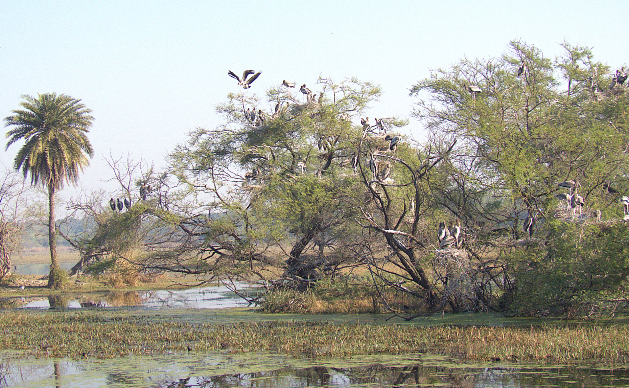 Private 4-Day Bharatpur and Keoladeo Birding Tour