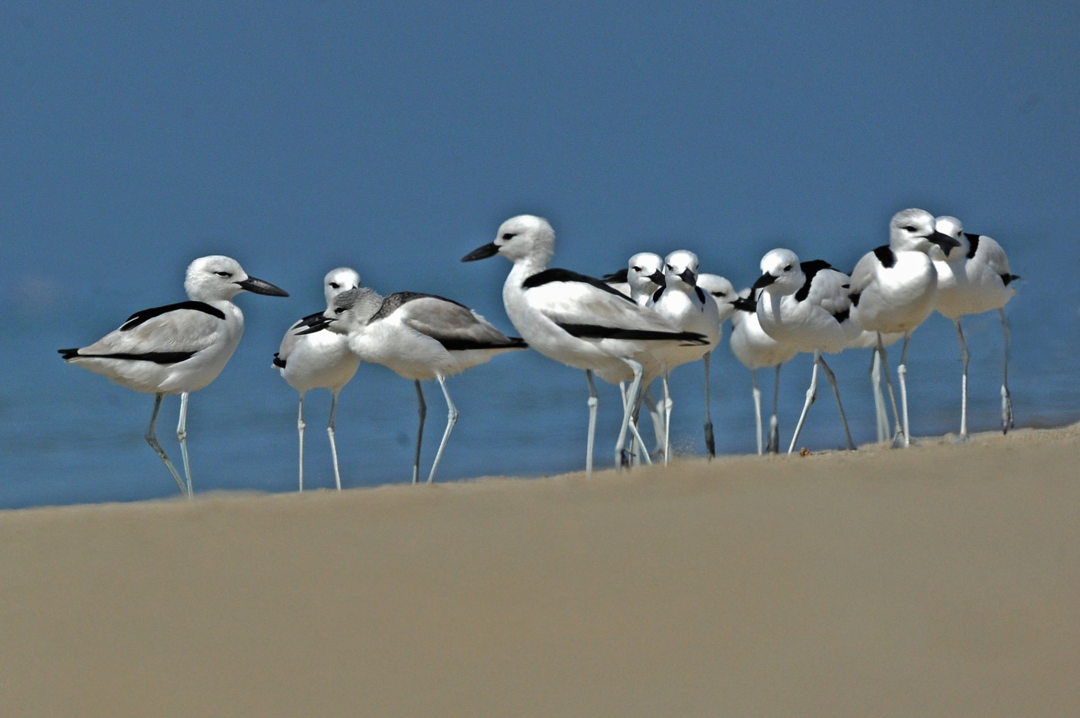 Private 4-Day Jamnagar Coastal Birding Tour