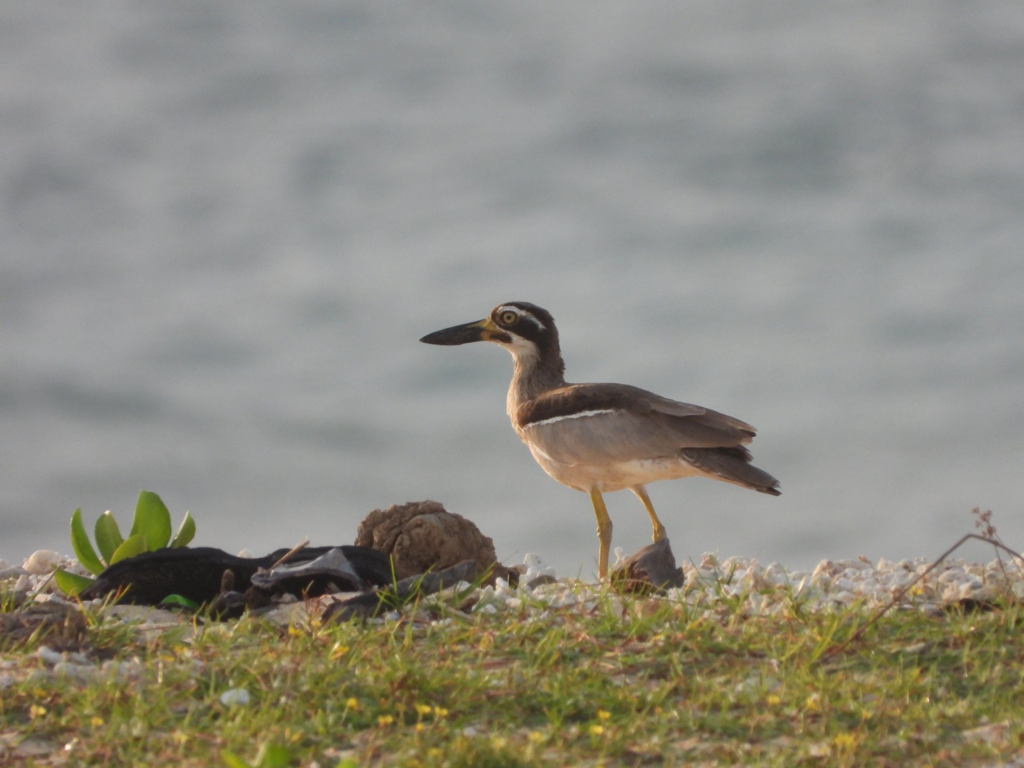 Private 12-Day Andaman and Nicobar Birding Tour