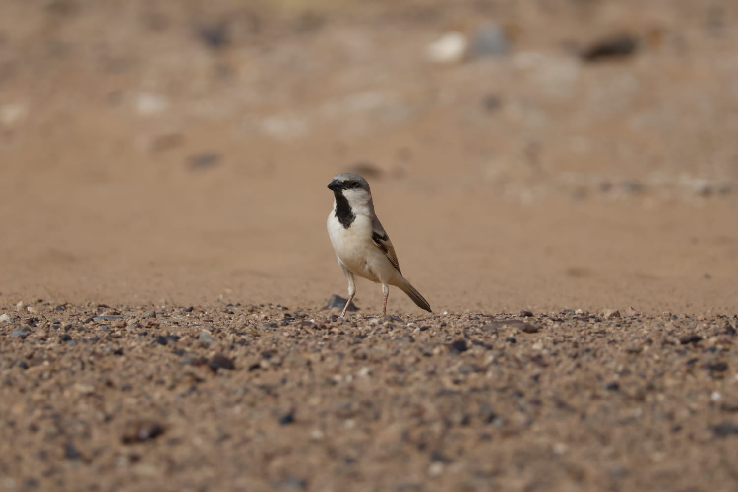 Private Full-Day Merzouga Desert Birdwatching