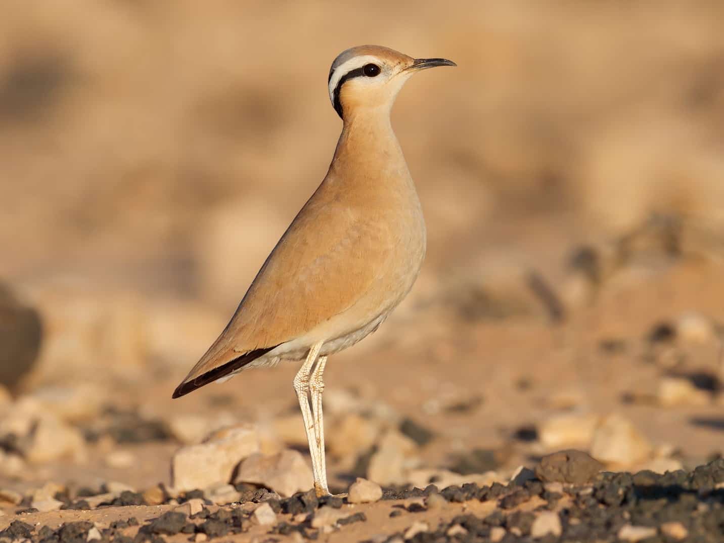 Private Two-Day Merzouga and Erg Chebbi Birdwatching
