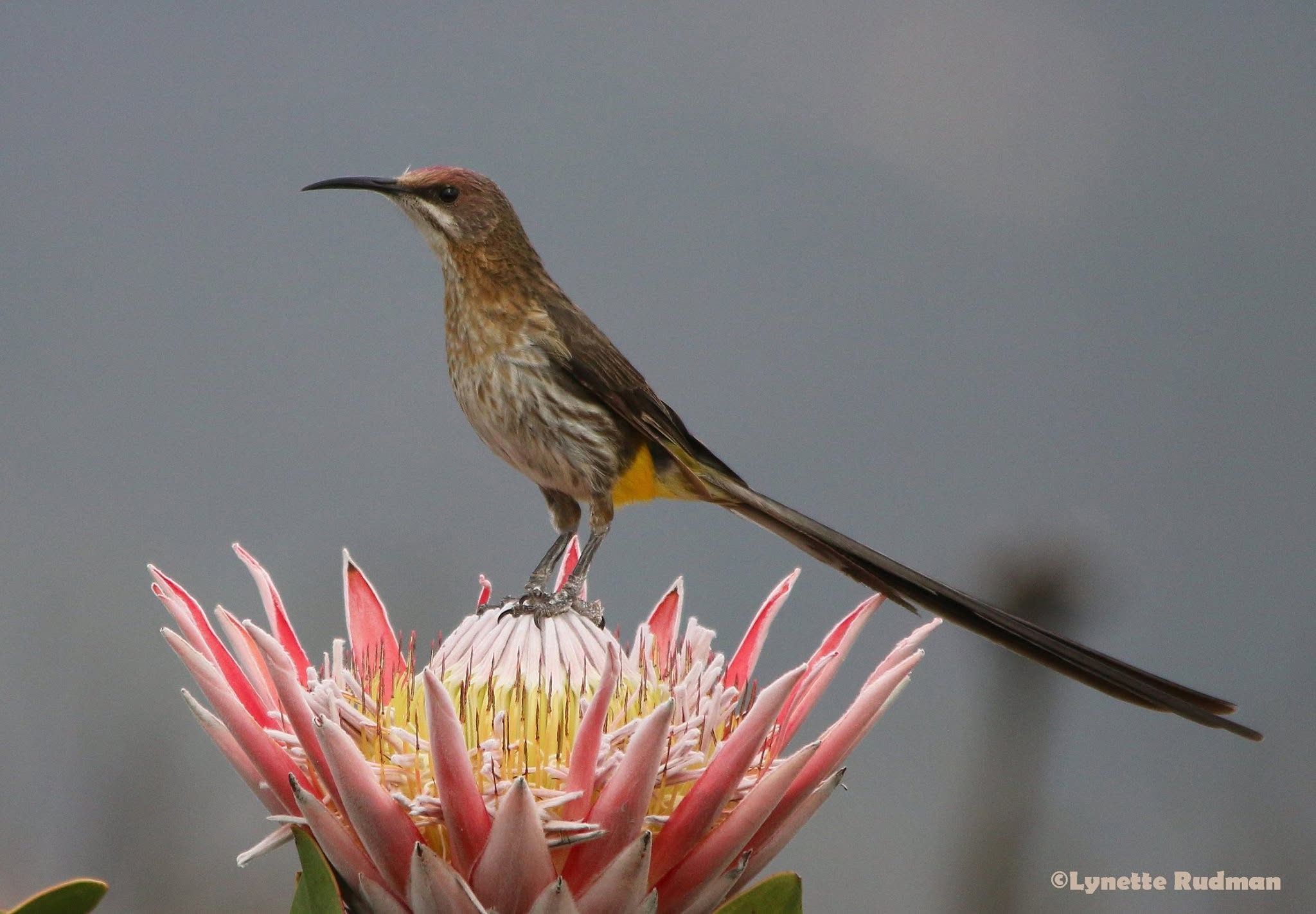 Private Kirstenbosch and False Bay Birding Day Tour
