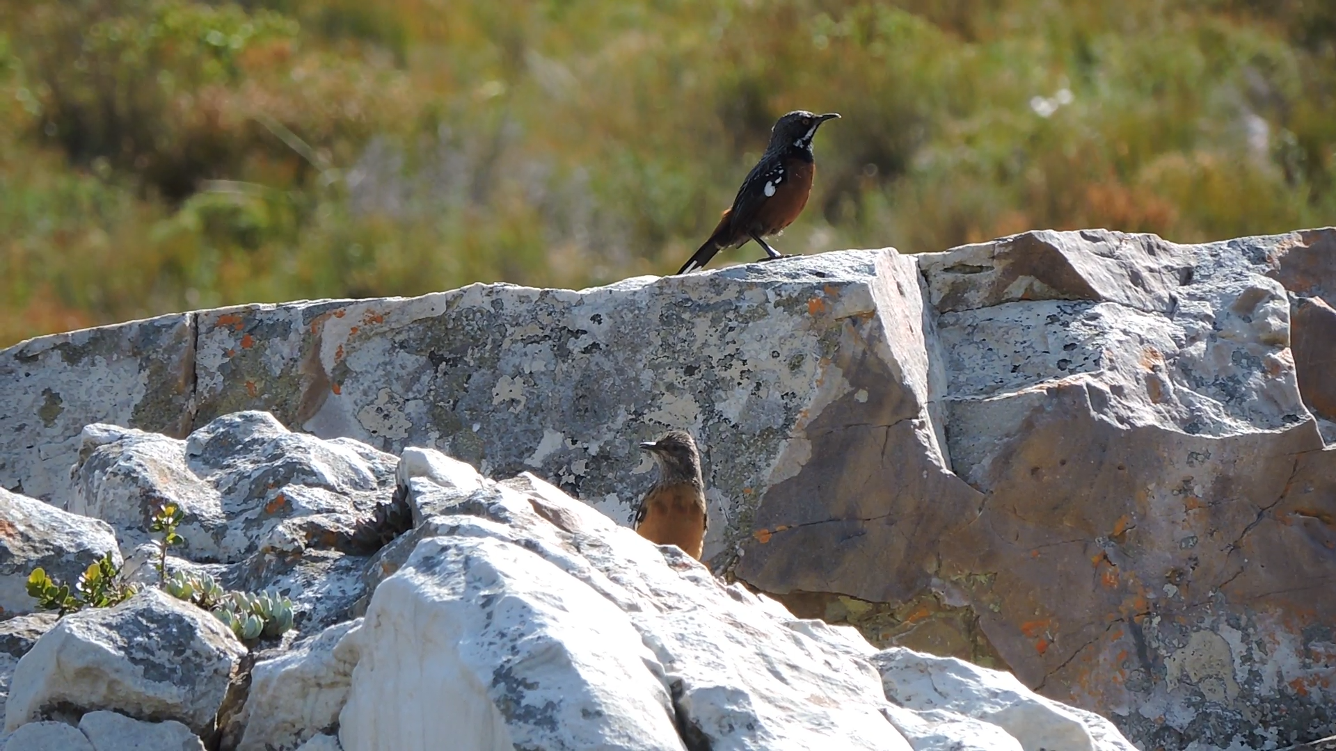 Private Rooiels and Betty’s Bay Birding Day Tour