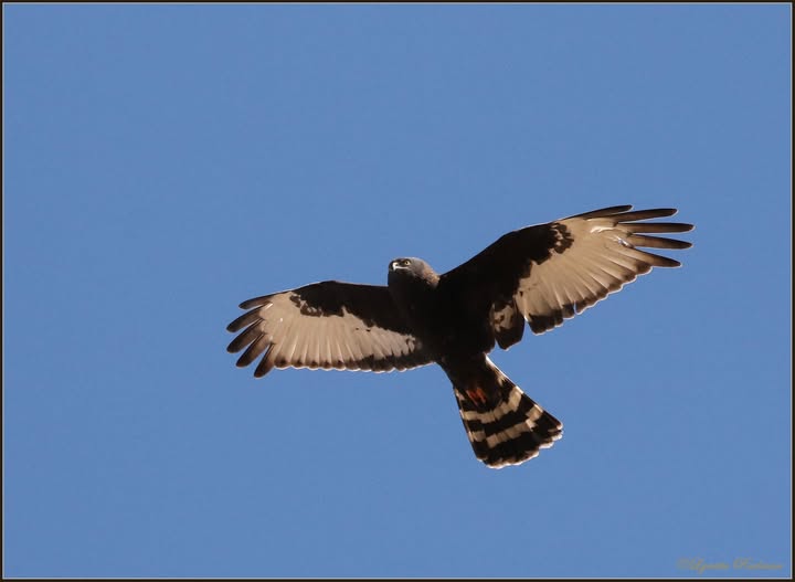Private West Coast National Park Birding Day Tour