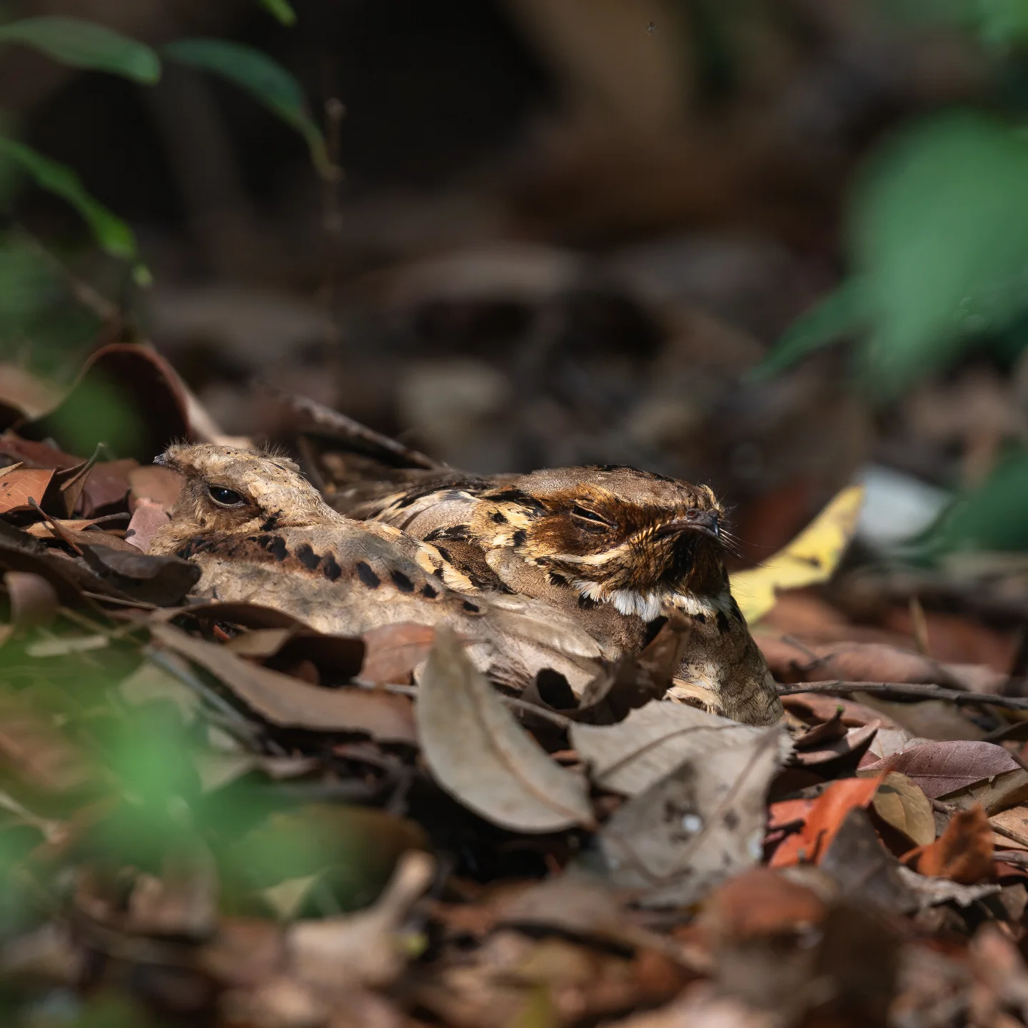 Private 7-Day Sattal and Manila Bird Photography Tour