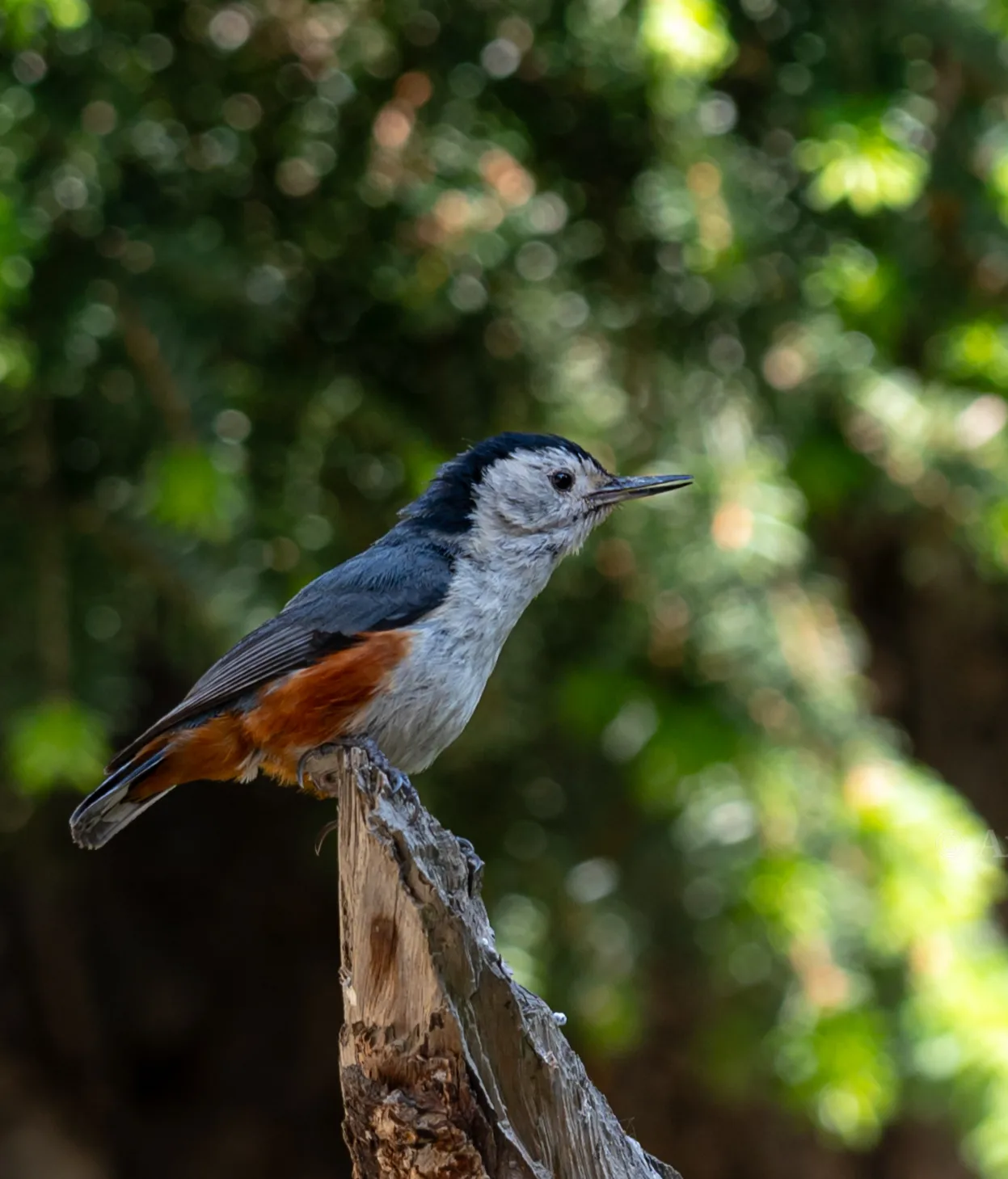 Private 10-Day Kumaon and Munsyari Bird Photography Tour