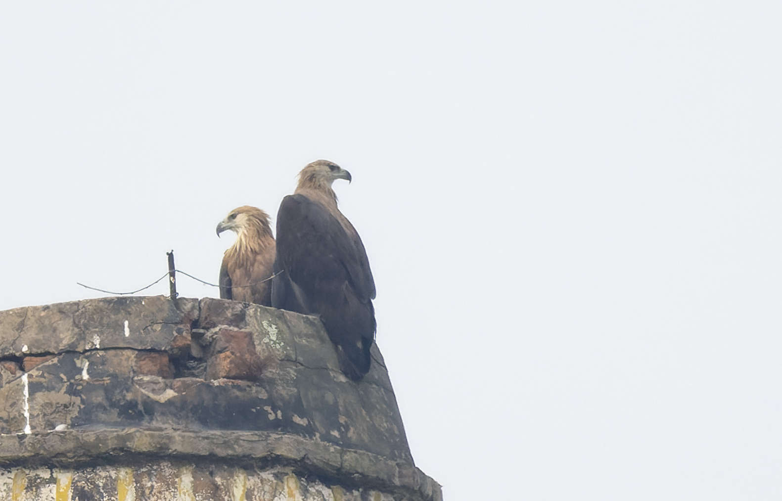 Custom Bangladesh Birding Tour with Zaber Ansary