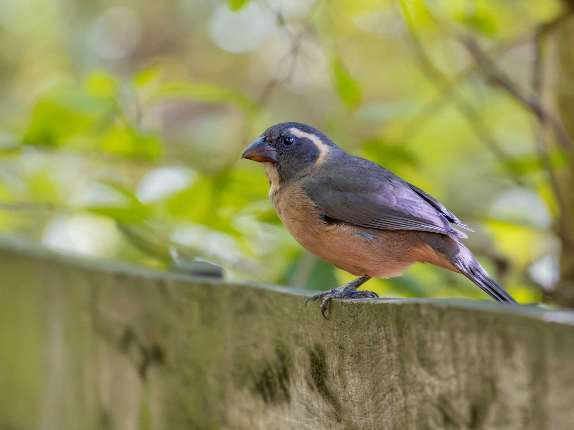 Private Costanera Sur Birding Tour from Buenos Aires