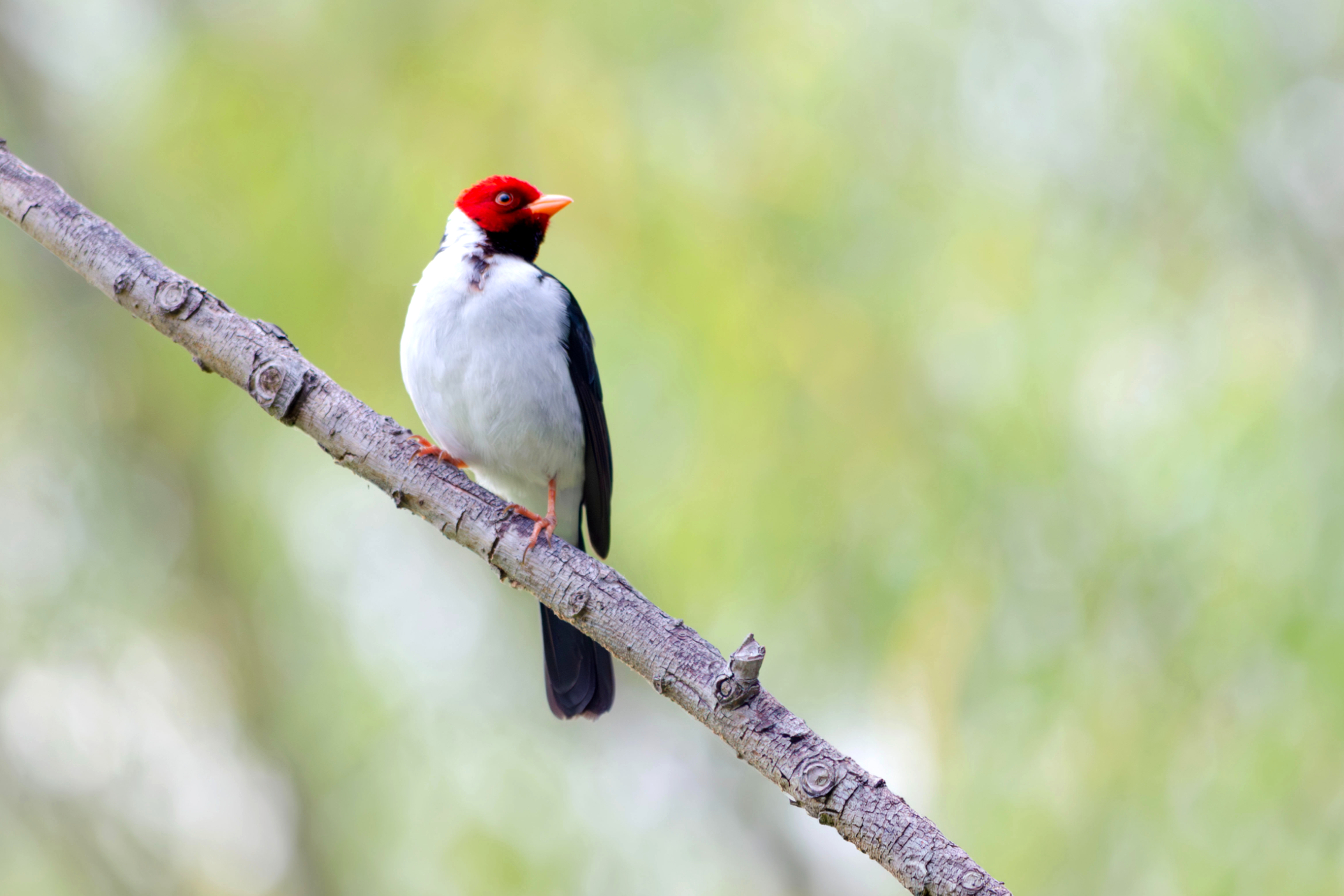 Private Isla Talavera Delta Birding Day Tour