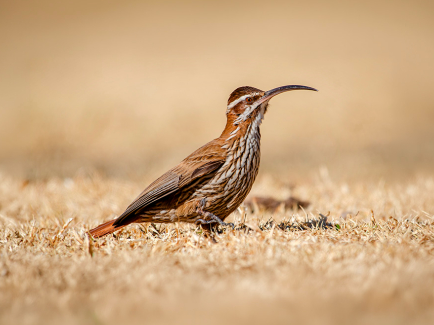 Private Southern Entre Ríos Birding Day Tour