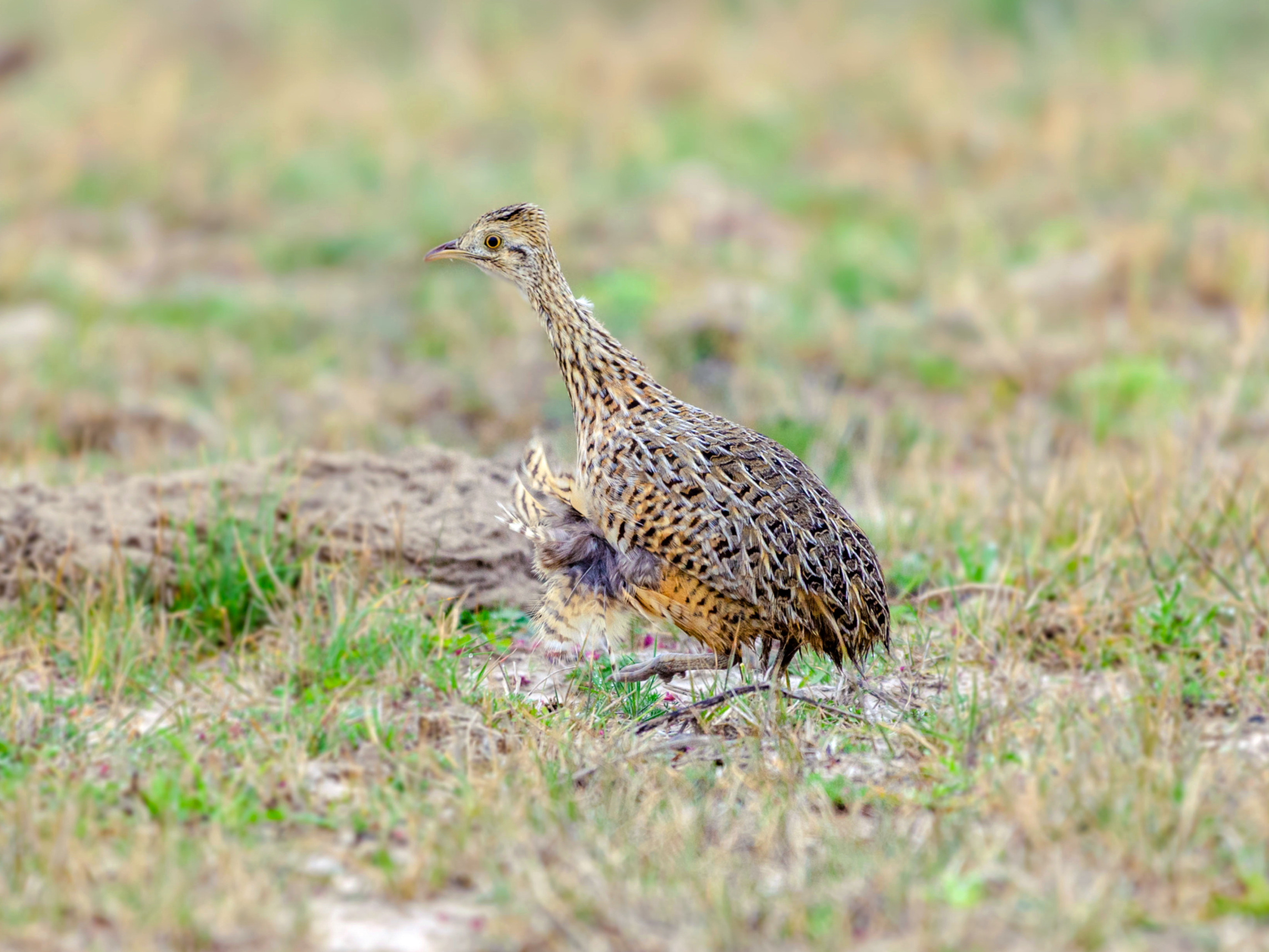 Private Samborombón Bay Pampas Birding Day Tour