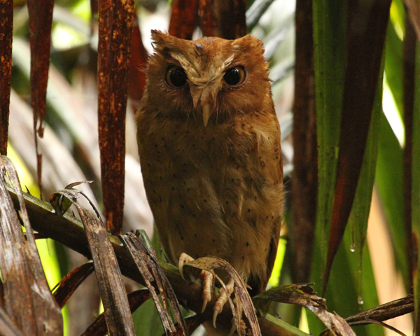 Private 7-14 Day Sri Lanka Endemic Birding Tour