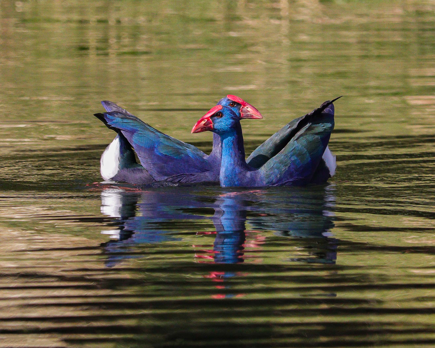 Private 3-Hour Nile Islands Birdwatching Boat Trip in Aswan