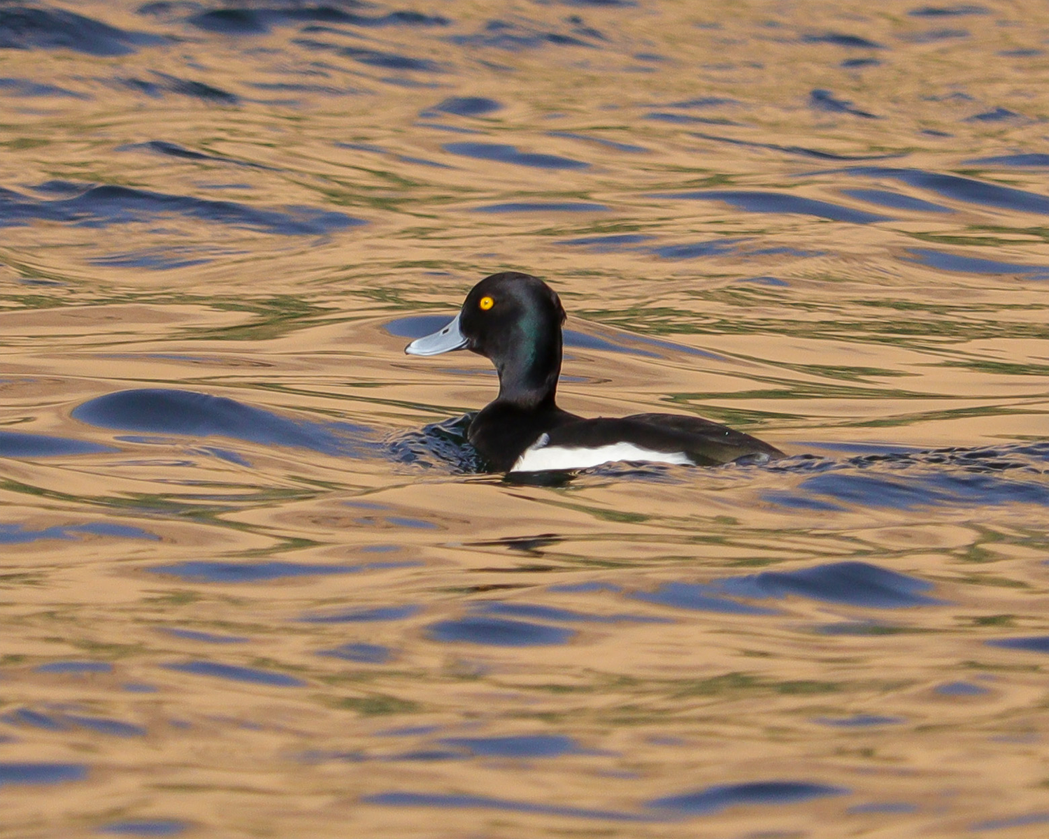 Private 3-Hour Philae Lake Birdwatching Boat Trip
