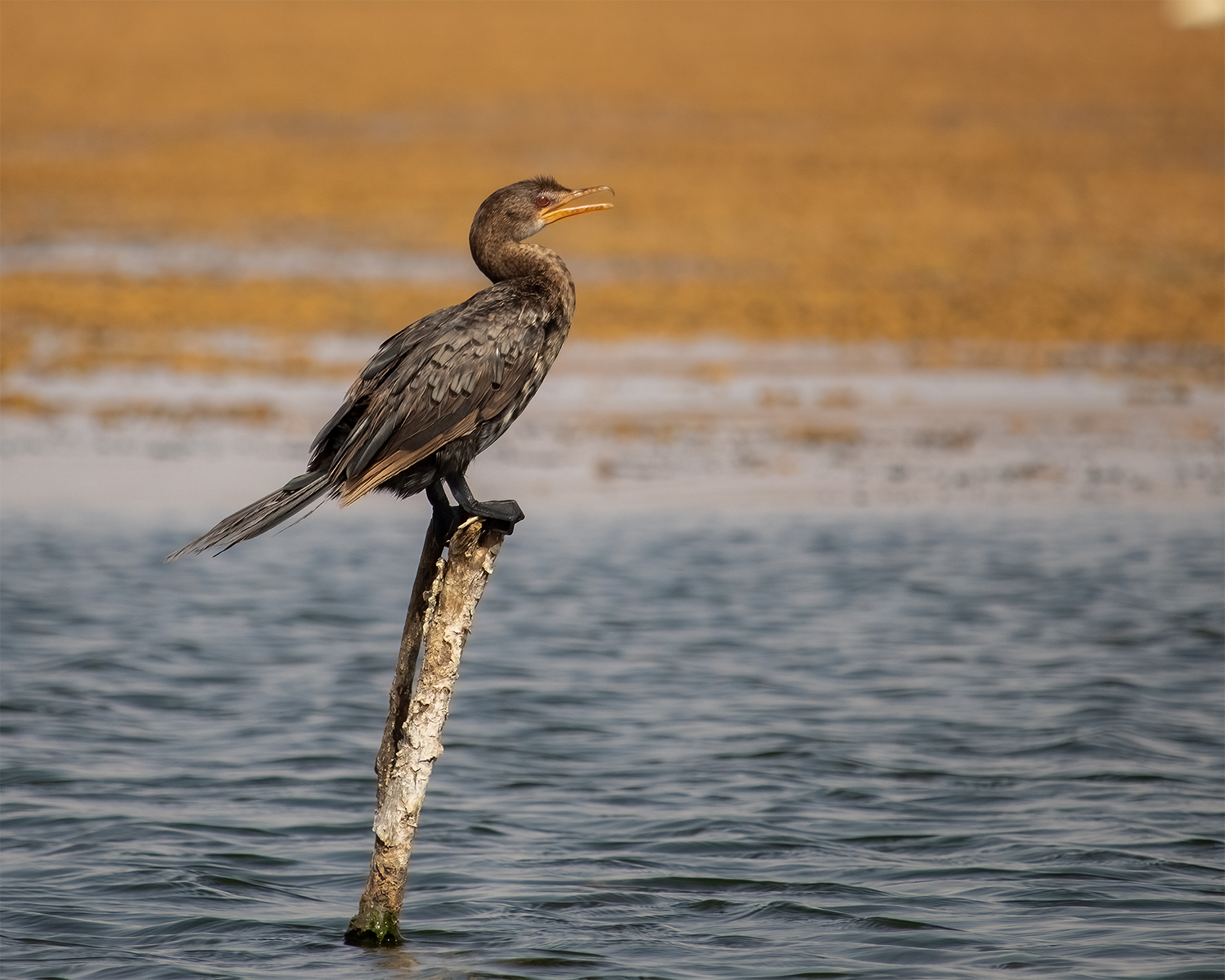 Private Full-Day Lake Nasser Birding Expedition