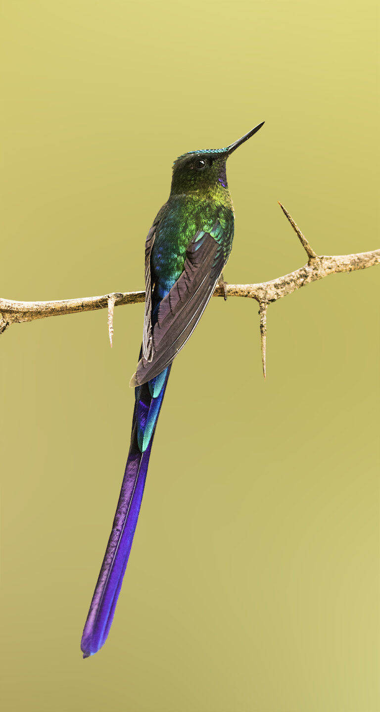Hummingbird Expedition and Andean Cock-of-the-Rock Day Tour