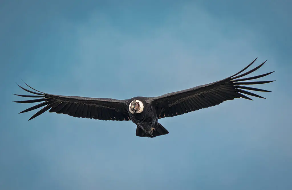 Antisana Andean Condor Private Day Tour