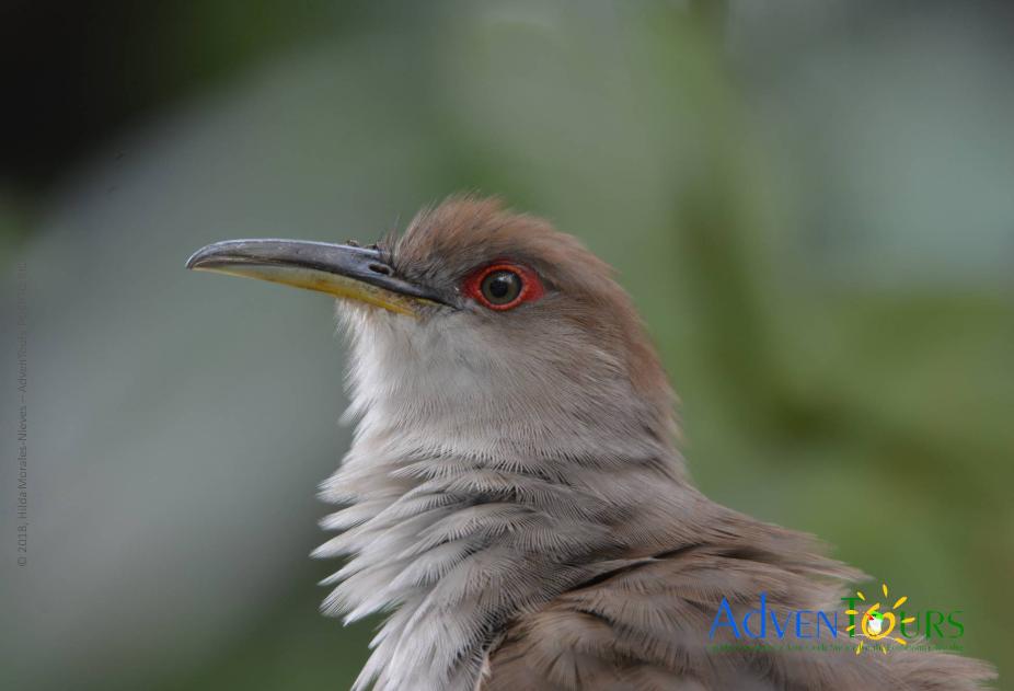 Half-Day Luquillo Bird Outing