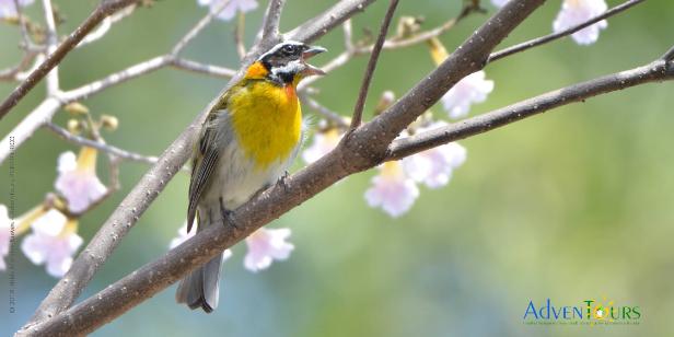 3-Day Puerto Rico Endemic Birding Trail