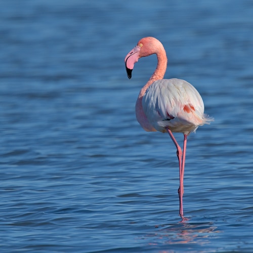 Northern Doñana Private Birding Day Trip