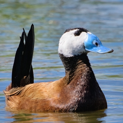 Southern Doñana Private Birding Day Trip