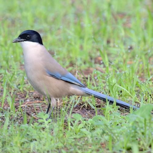 Western Doñana Private Birding Day Trip