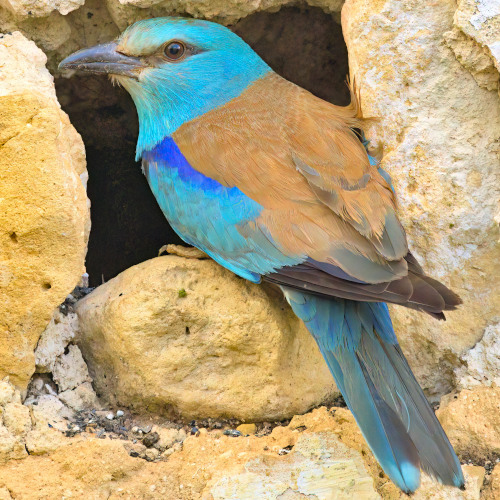 Seville Birding Big Day