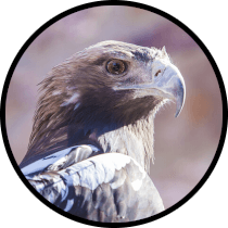Sierra Norte of Seville Private Birding Day Trip