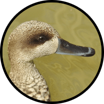 Brazo del Este Private Birding Day Trip