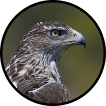 Grazalema and Ronda Mountains Private Birding Day Trip