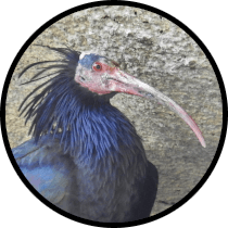 Strait of Gibraltar Private Birding Day Trip