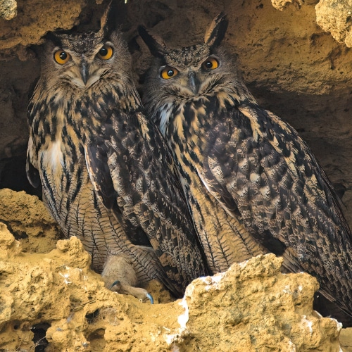 Owls’ Challenge Private Birding Day