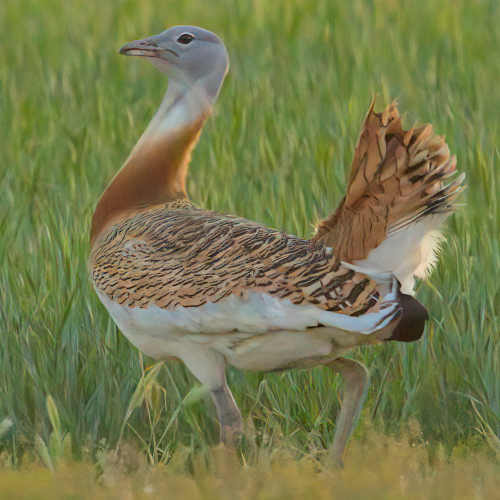 Matachel Valley and Llerena Plains Private Birding Day Trip