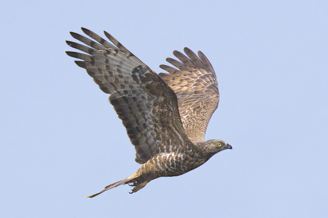 Strait of Gibraltar Migration and Cetaceans Birding Tour