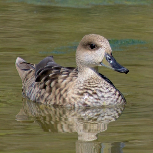Whole of Doñana Birdwatching Tour